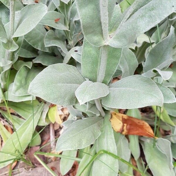 Silene coronaria Blad