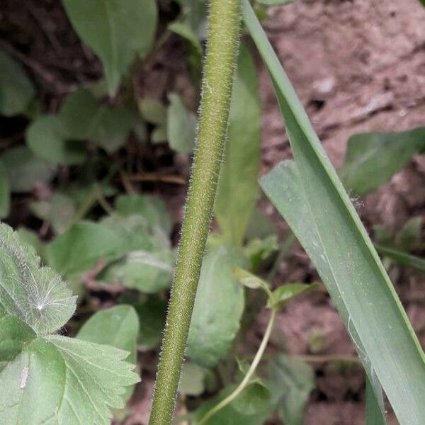 Erodium malacoides പുറംതൊലി