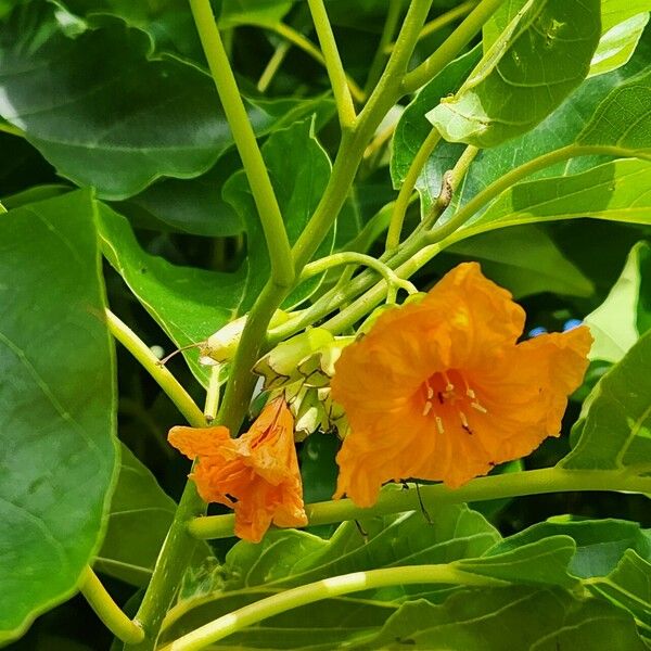 Cordia subcordata फूल