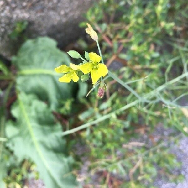 Diplotaxis muralis Blomma