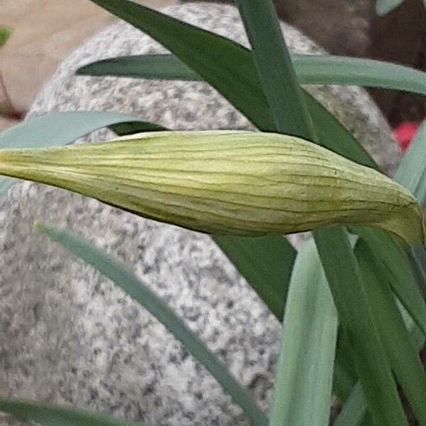 Narcissus jonquilla Flower