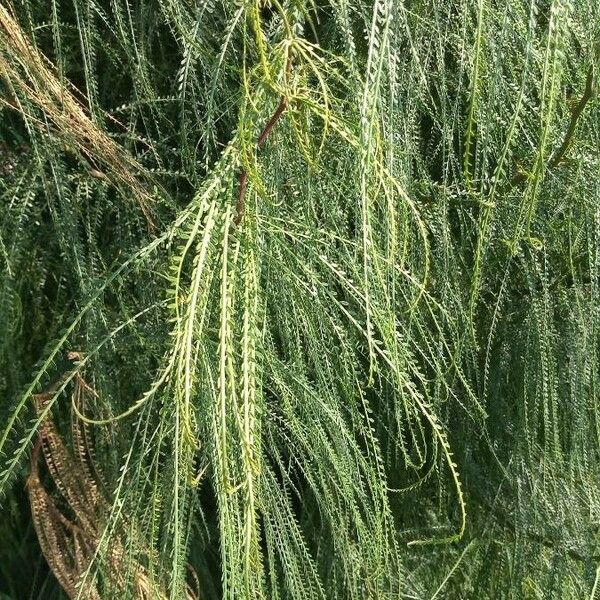 Parkinsonia aculeata Leaf