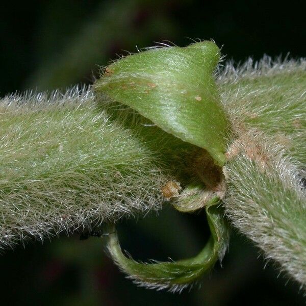 Acalypha macrostachya Bark