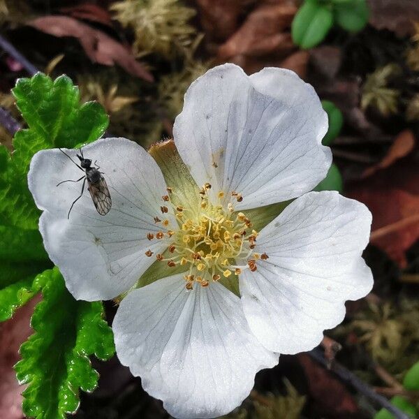 Rubus chamaemorus Foglia