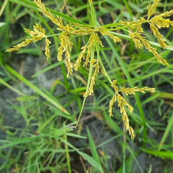 Cyperus iria Cvet