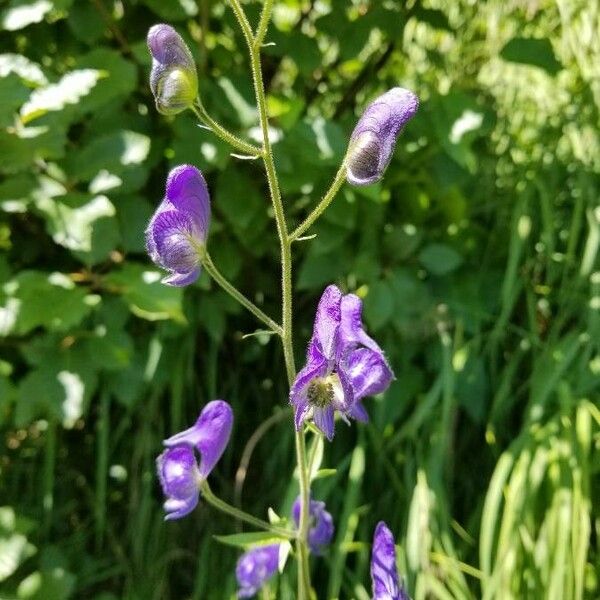 Aconitum columbianum Flor