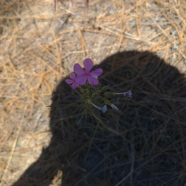 Phlox pilosa Кветка