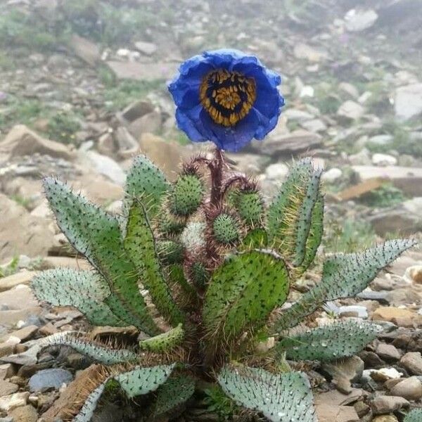 Meconopsis horridula Levél