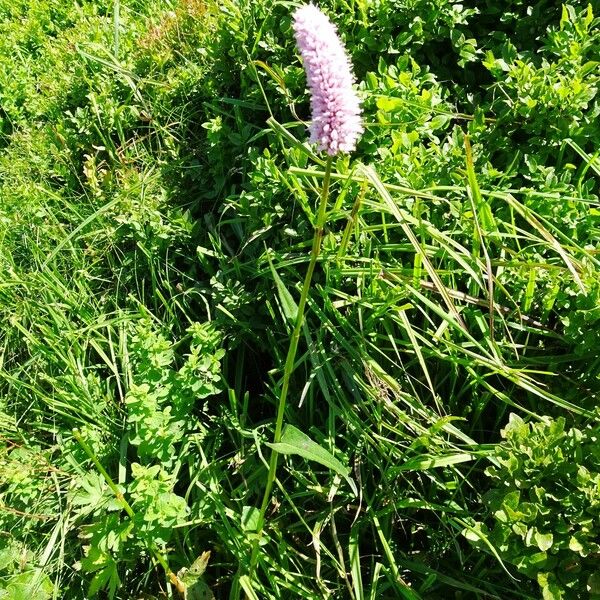 Bistorta officinalis Habitat