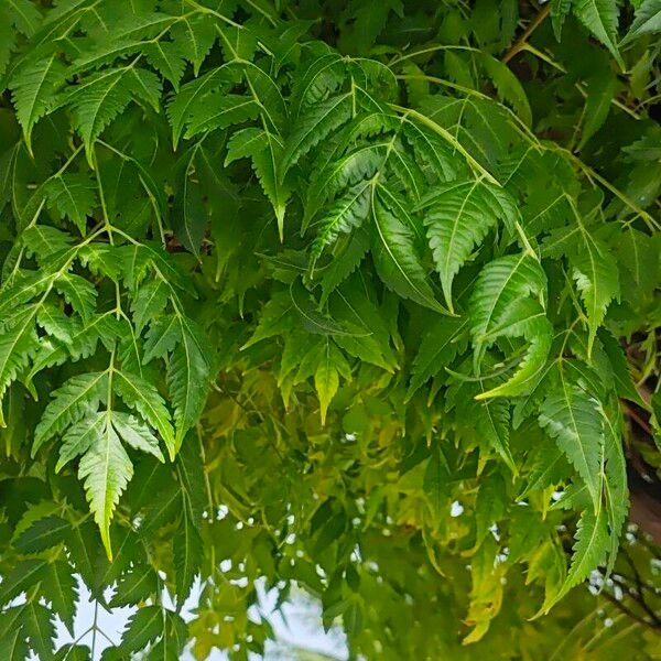 Azadirachta indica Leaf