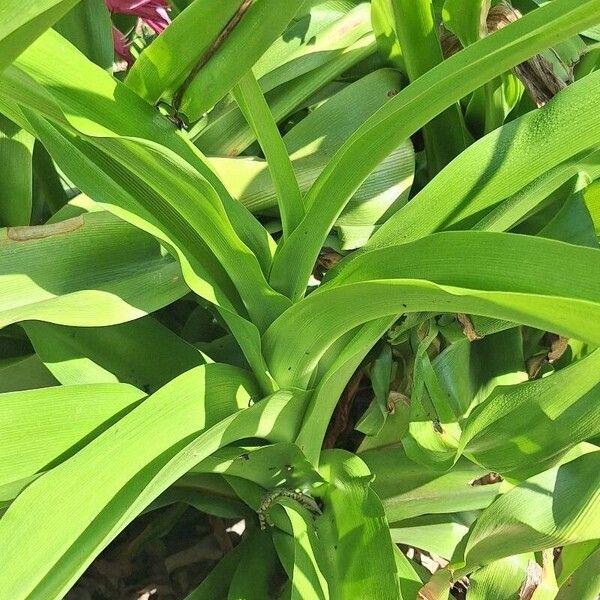 Crinum × powellii Blad