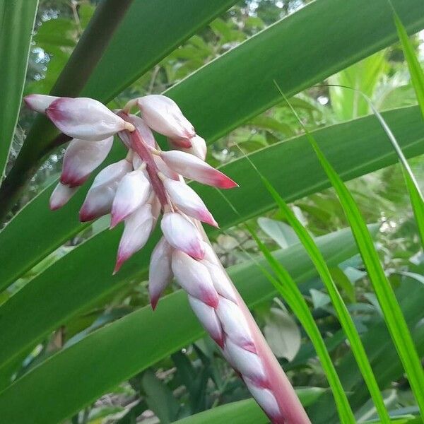 Alpinia zerumbet Flor