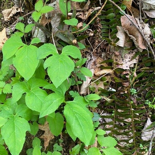 Arisaema dracontium Φύλλο