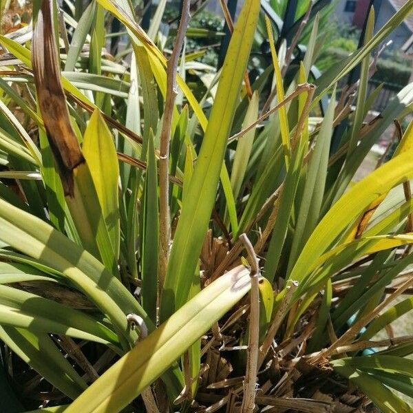 Phormium tenax Leaf