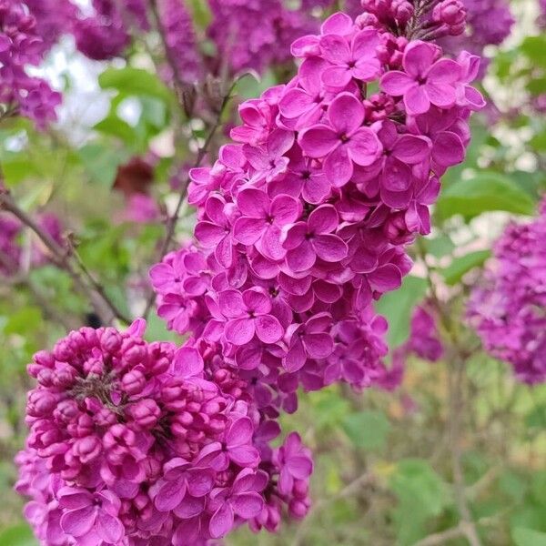 Syringa vulgaris 花