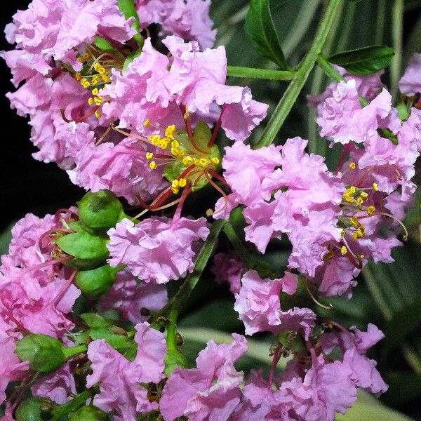 Lagerstroemia indica Цвят