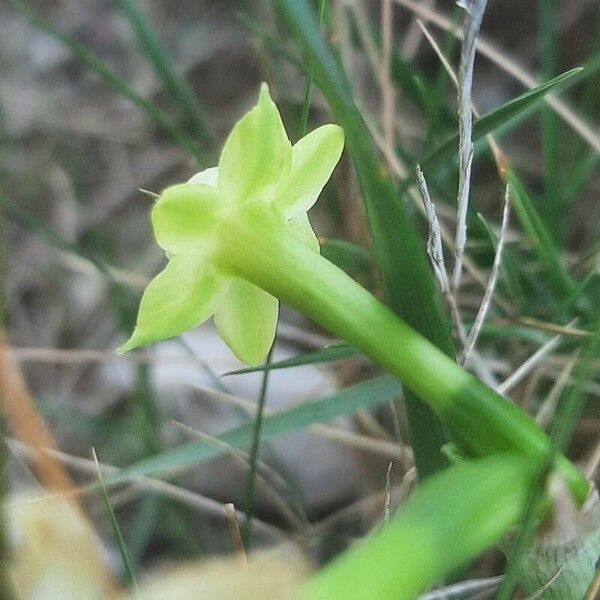 Narcissus dubius Flor