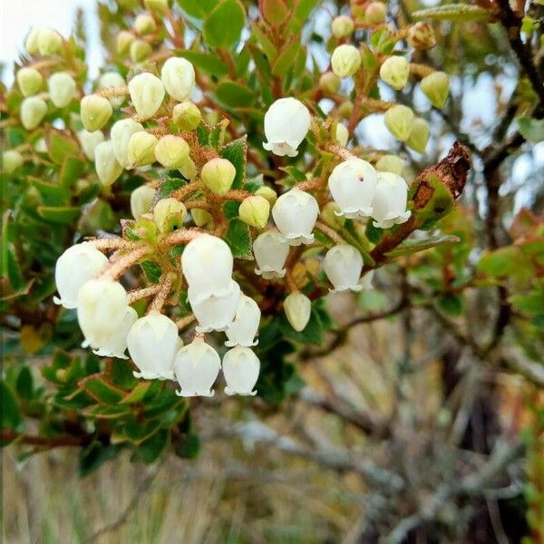 Gaultheria myrsinoides Cvet