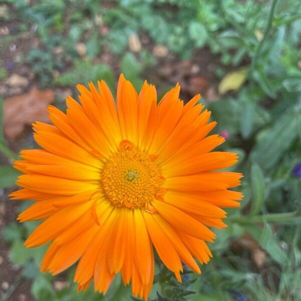 Calendula officinalis 花