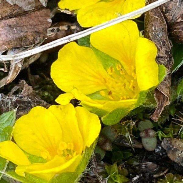 Potentilla aurea 花