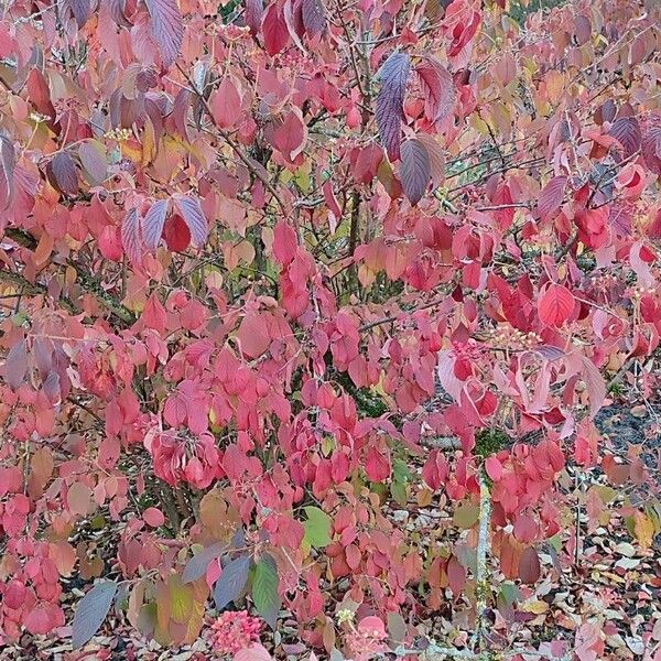 Viburnum plicatum Natur