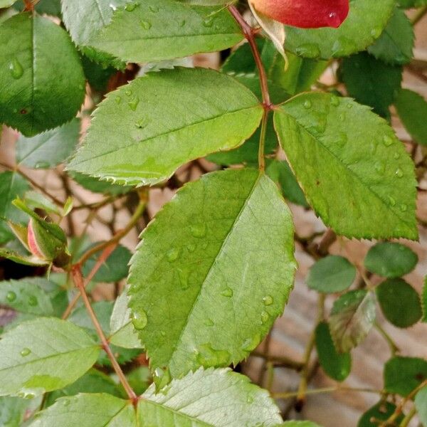 Rosa pendulina Hostoa