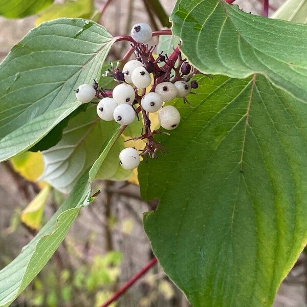 Cornus sericea 葉