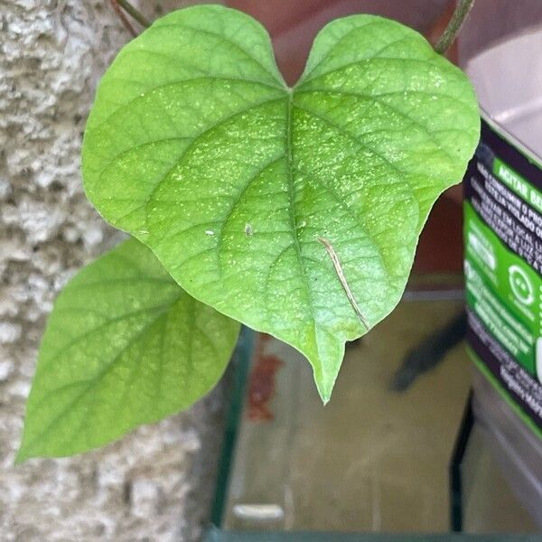 Ipomoea indica Hostoa