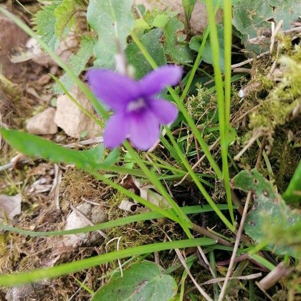 Pinguicula grandiflora Floro