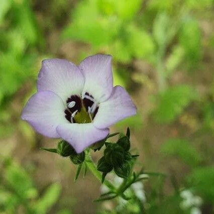 Gilia tricolor Flower