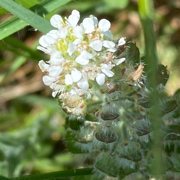 Lepidium hirtum Квітка