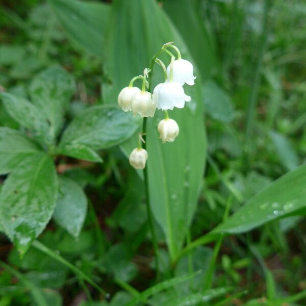 Convallaria majalis Flower