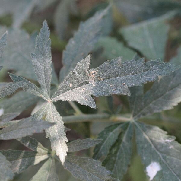 Althaea cannabina ഇല