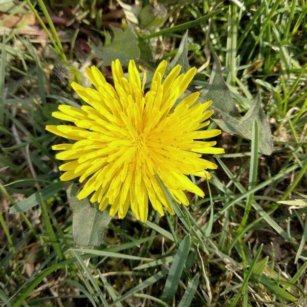 Taraxacum mattmarkense Flor