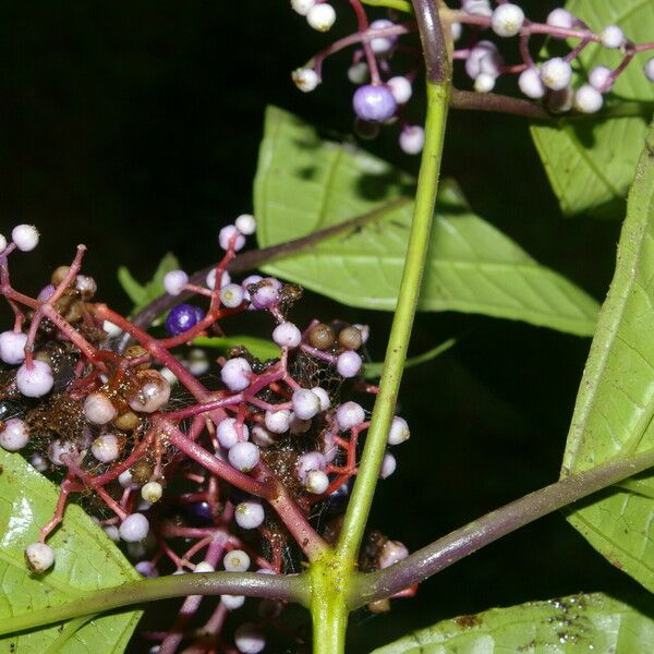 Miconia gracilis 花