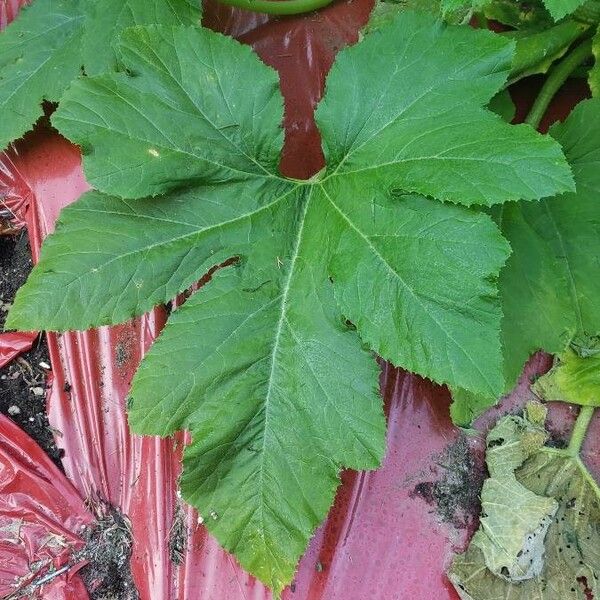 Cucurbita pepo Leaf