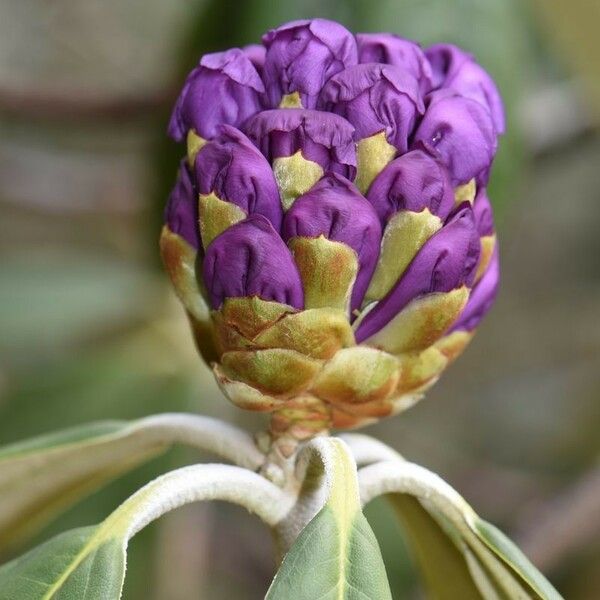 Rhododendron niveum Fleur