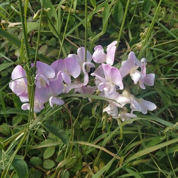 Lathyrus odoratus Fiore