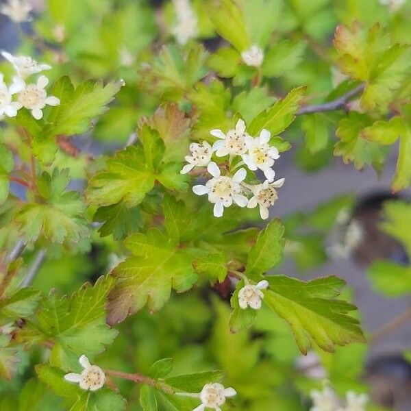 Stephanandra incisa Blomst