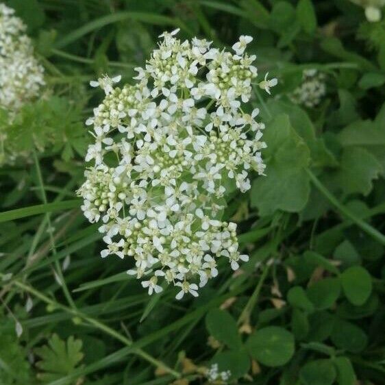 Lepidium draba Blodyn