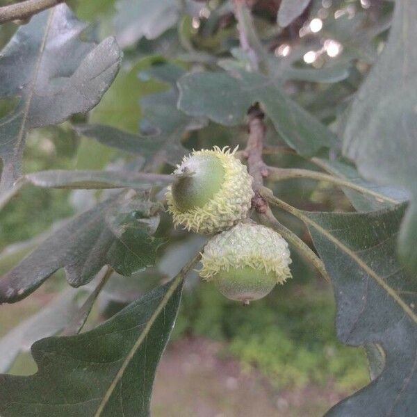 Quercus macrocarpa Fruit