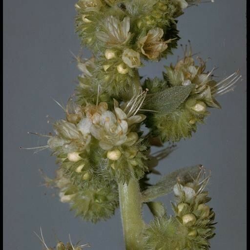 Phacelia heterophylla Flower