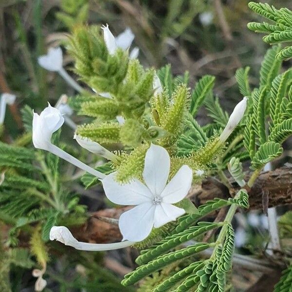 Plumbago zeylanica Virág
