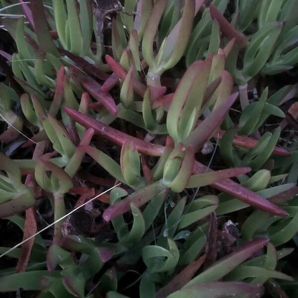 Carpobrotus edulis Folha