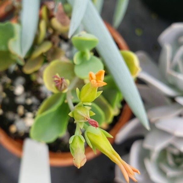 Kalanchoe glaucescens 花