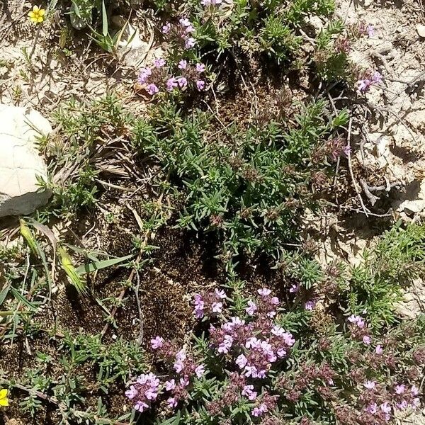 Thymus algeriensis Flower