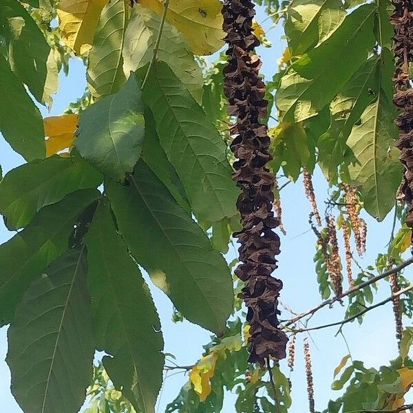 Pterocarya fraxinifolia 果実