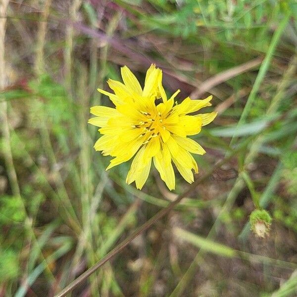 Pyrrhopappus carolinianus Flor