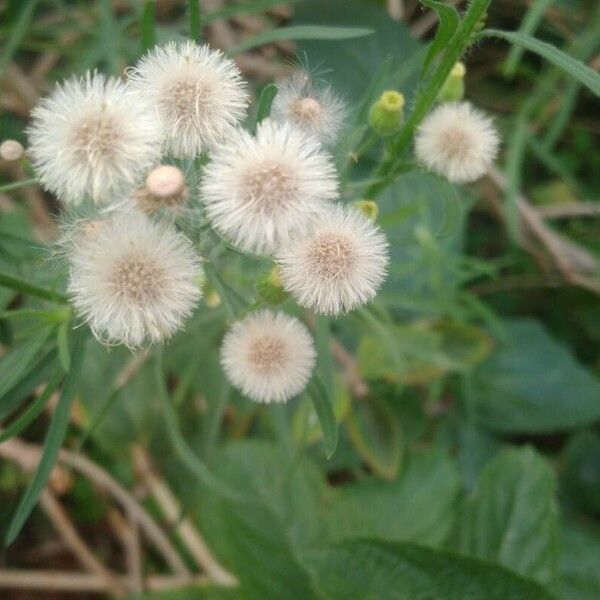 Conyza bonariensis Flower