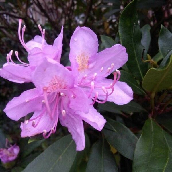 Rhododendron ponticum Flower